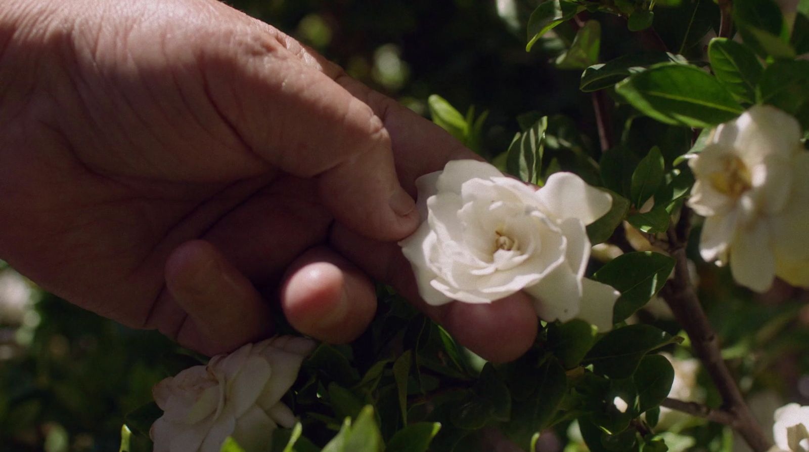 a person holding a white flower in their hand