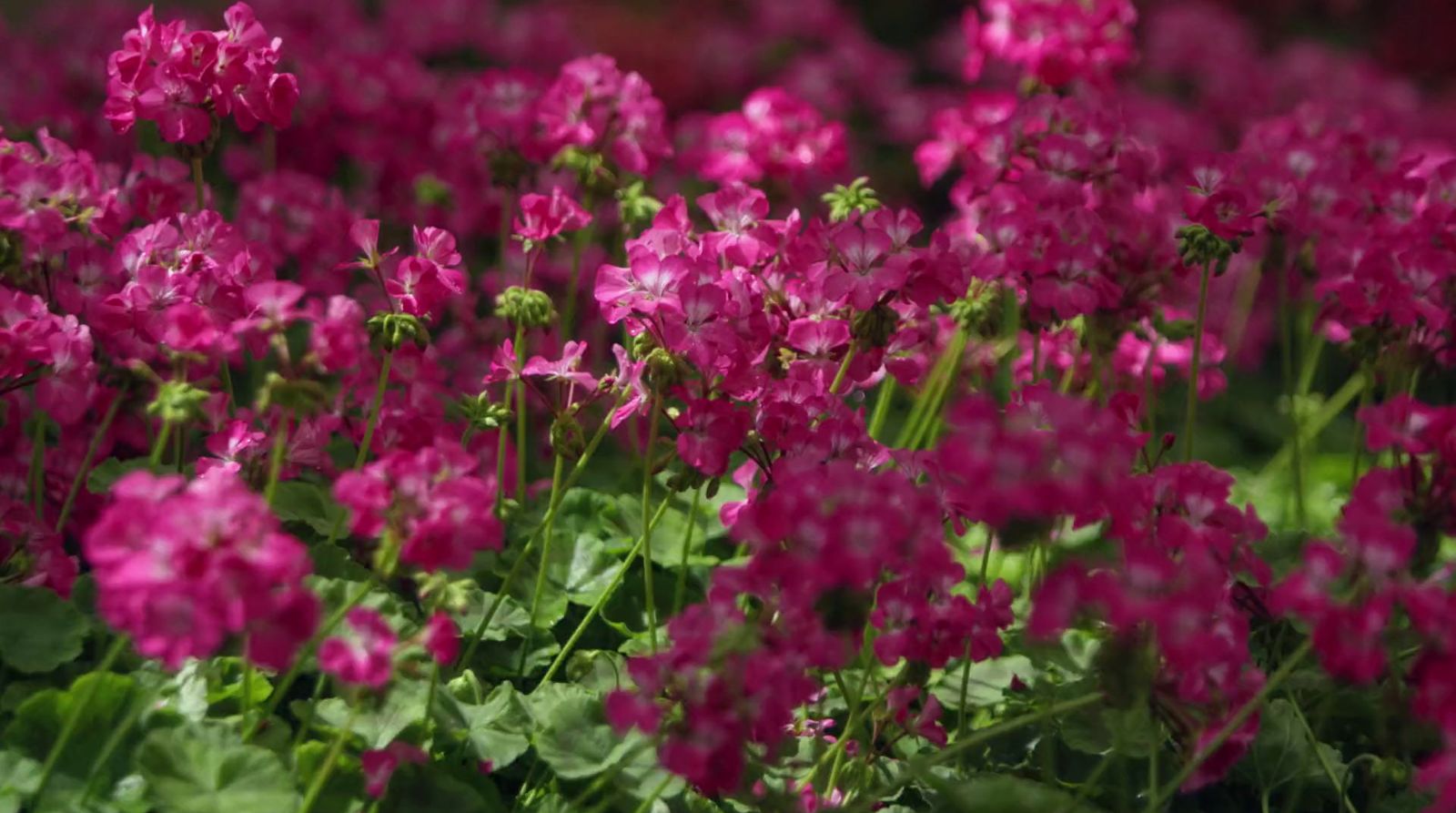 a field of pink flowers with green leaves