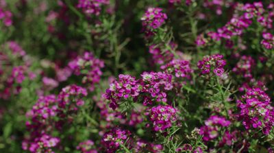 a bunch of purple flowers that are in a field