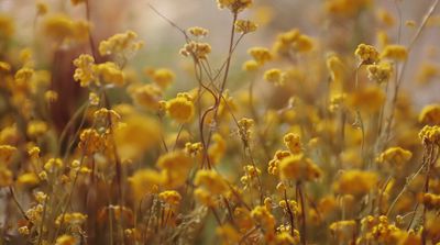 a bunch of yellow flowers that are in the grass