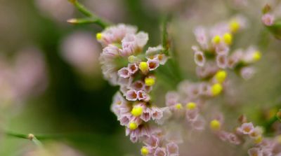 a bunch of small yellow and pink flowers