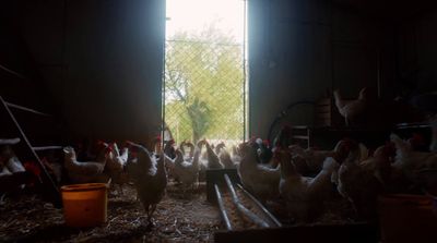 a group of chickens standing in a barn