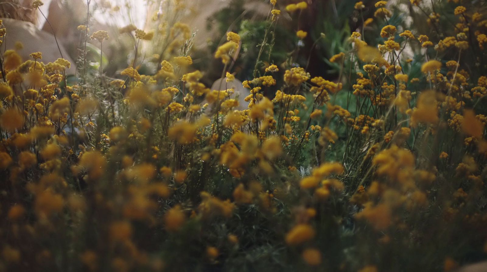 a bunch of yellow flowers in a field