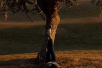 a dog standing next to a tree in a field