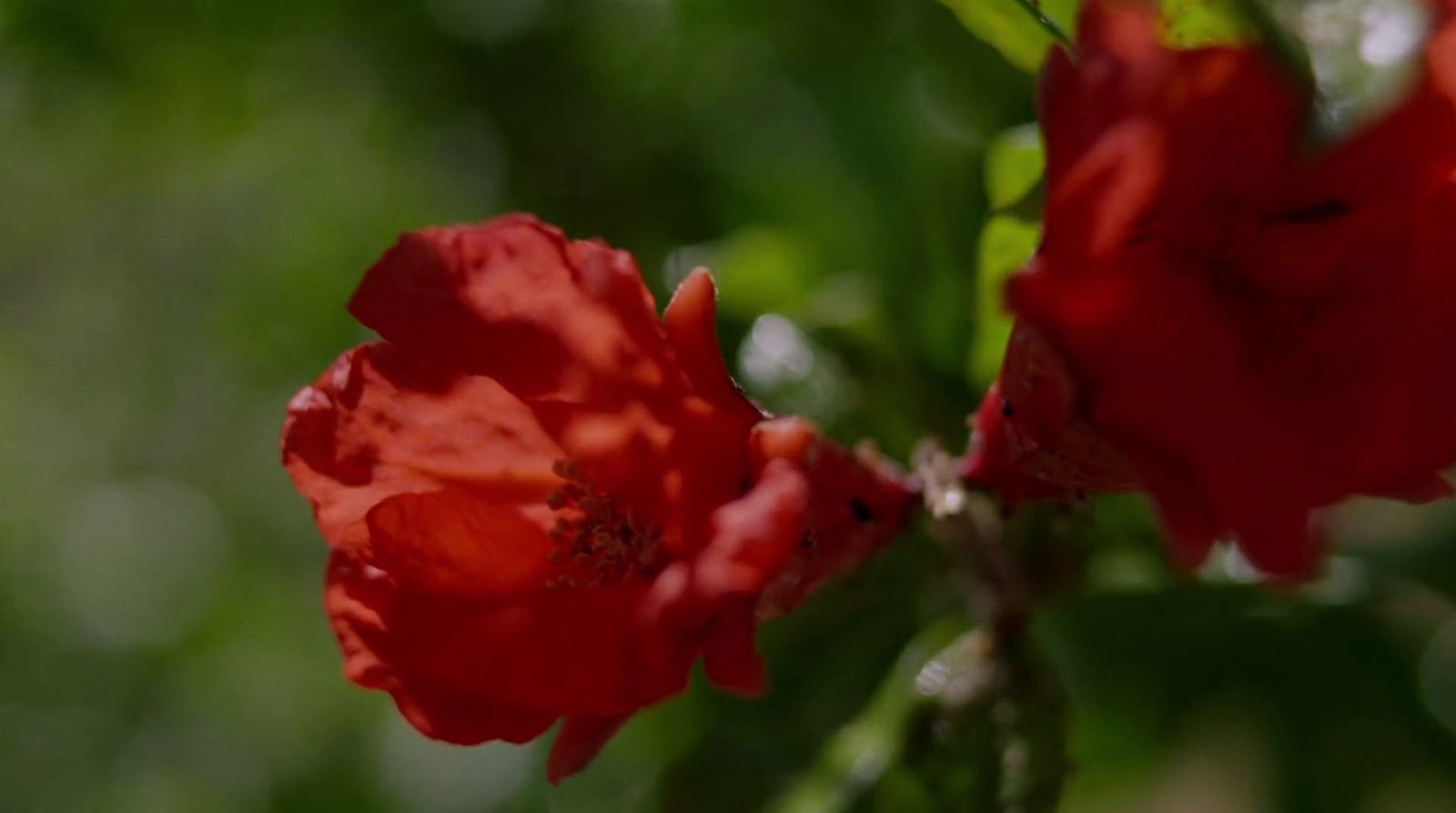 a close up of some red flowers on a tree