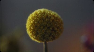 a close up of a yellow flower with a blurry background