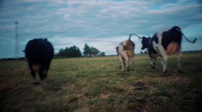 a couple of cows that are standing in the grass