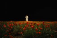 a person standing in a field of red flowers