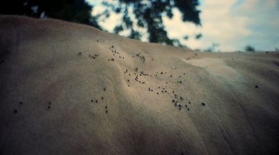 a close up of a horse's back with a tree in the background