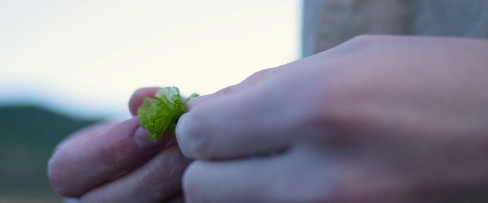 a person holding a green leaf in their hand