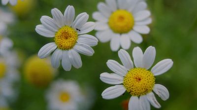 a group of white and yellow flowers in a field