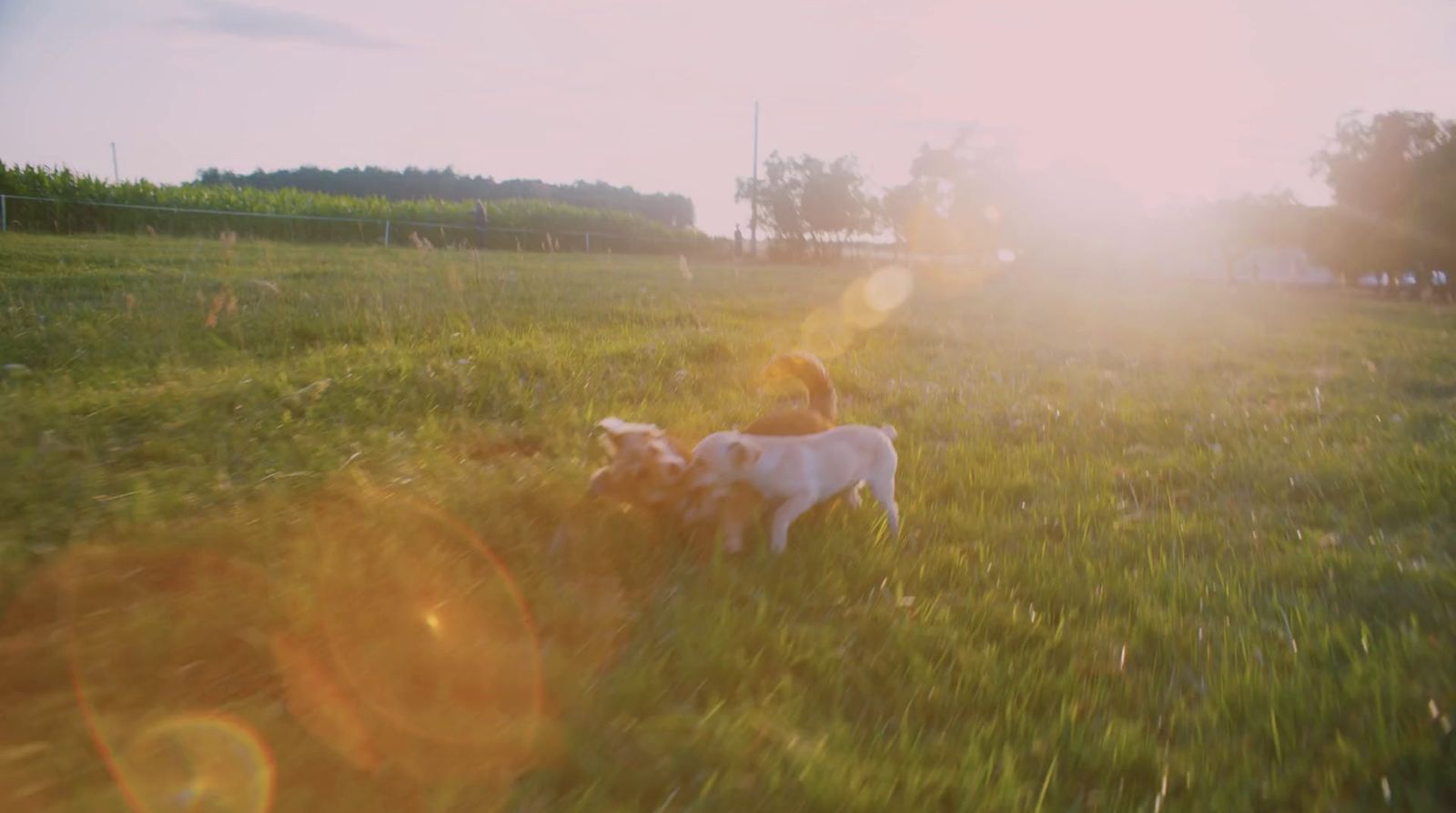 a couple of dogs that are in the grass