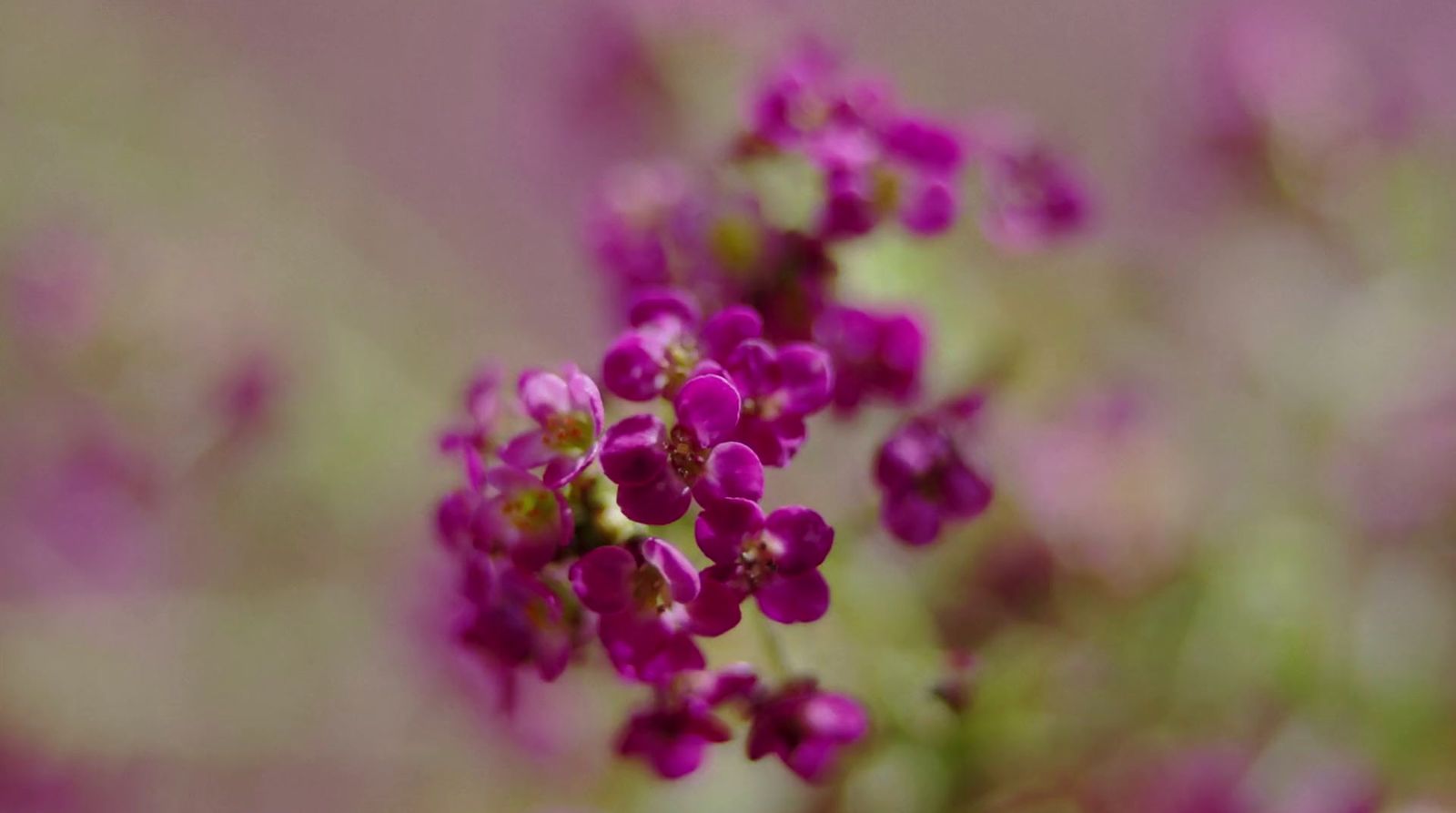 a bunch of small purple flowers in a field