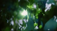 the sun shines through the leaves of a tree