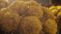 a bunch of yellow flowers sitting on top of a table