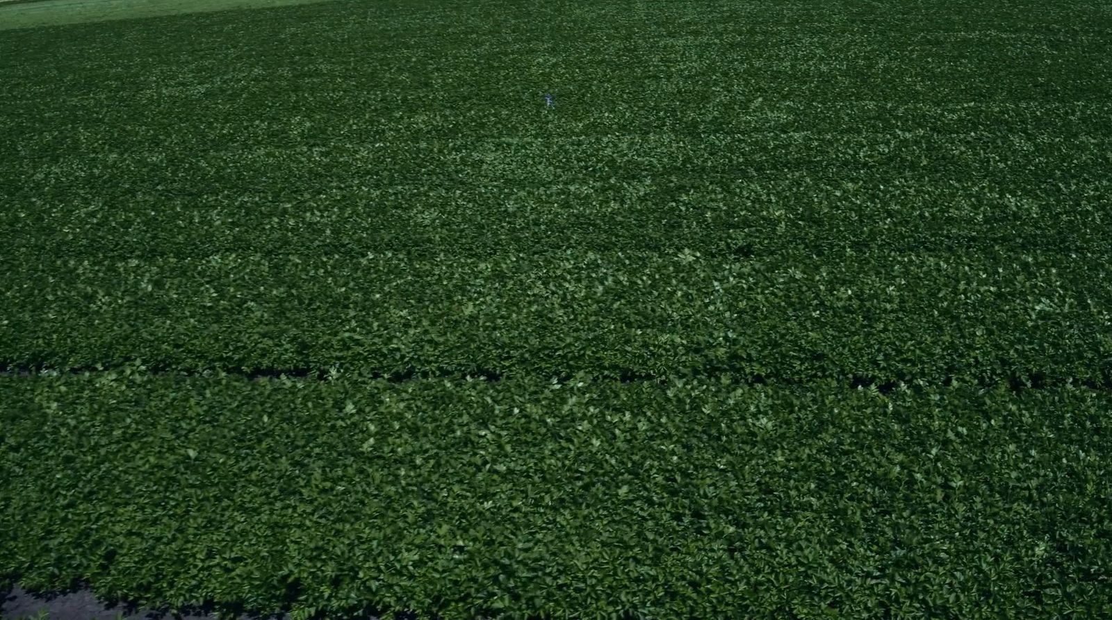 a field of green grass with a blue sky in the background