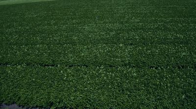 a field of green grass with a blue sky in the background