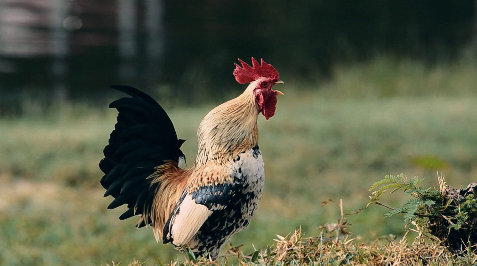 a rooster standing in a field of grass