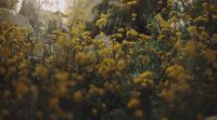 a bunch of yellow flowers in a field