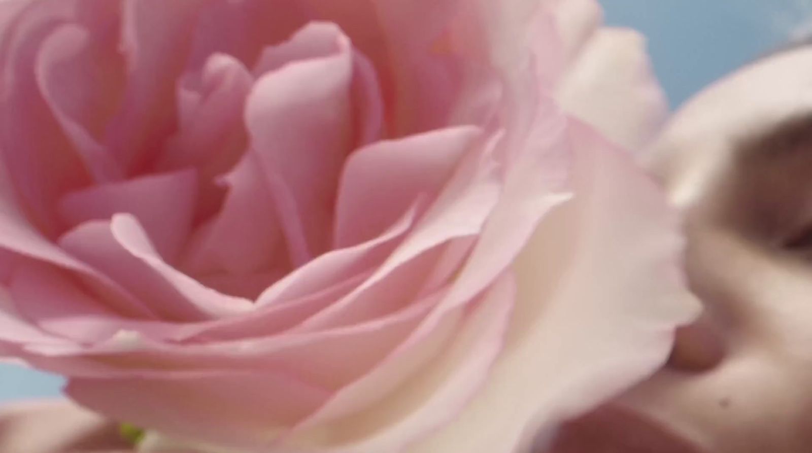 a close up of a person kissing a flower