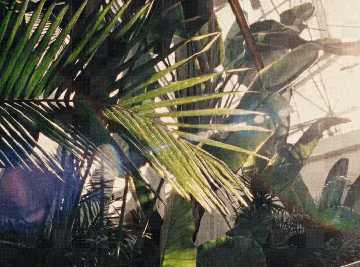 the sun shines through the leaves of a palm tree