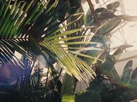 the sun shines through the leaves of a palm tree