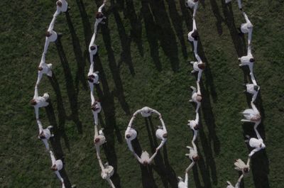 a group of white birds standing on top of a grass covered field