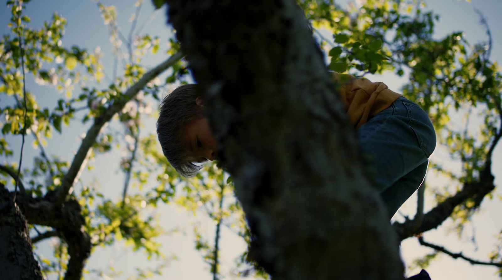 a man climbing up a tree in a forest