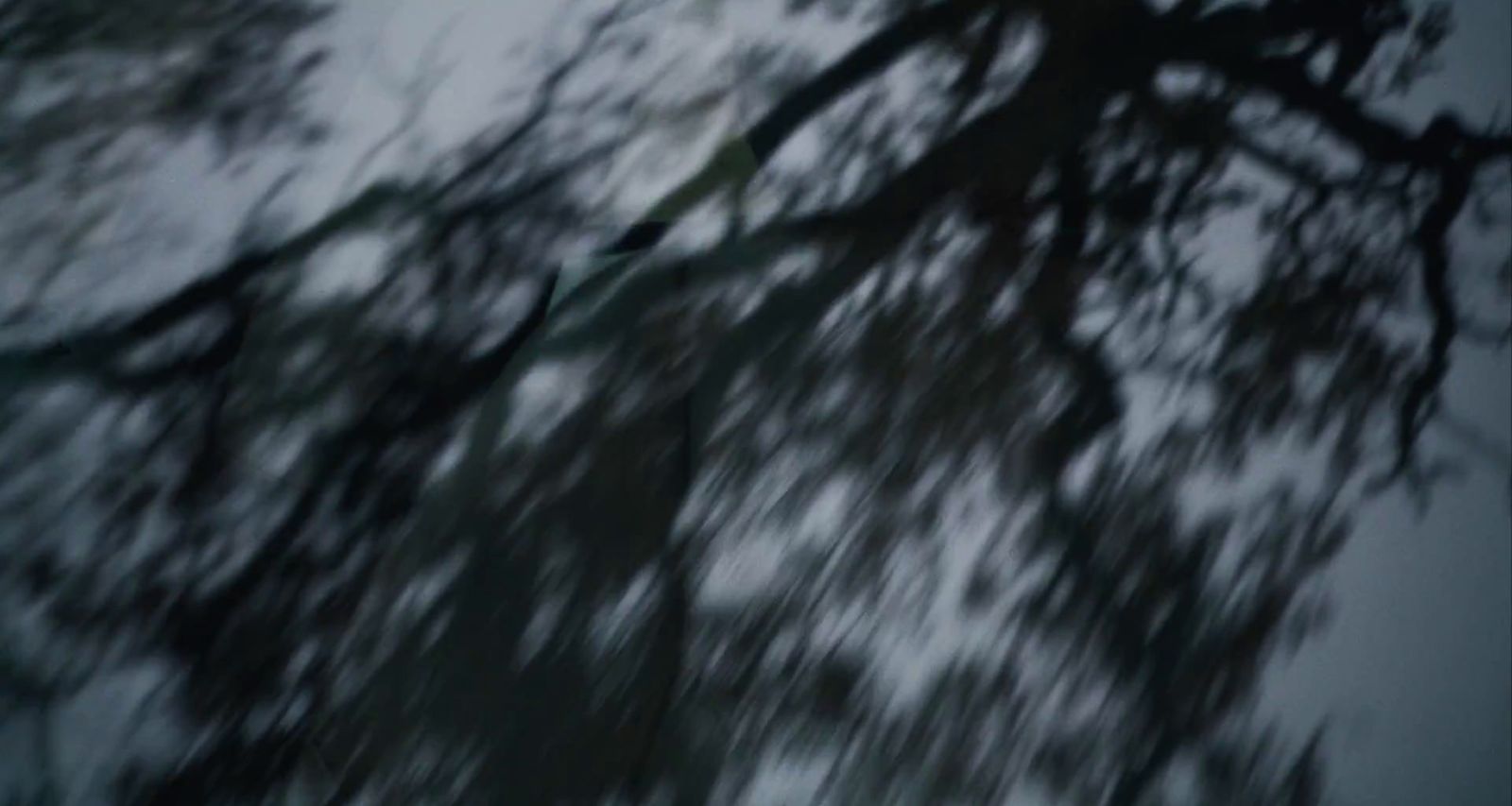 a blurry photo of a tree in the rain