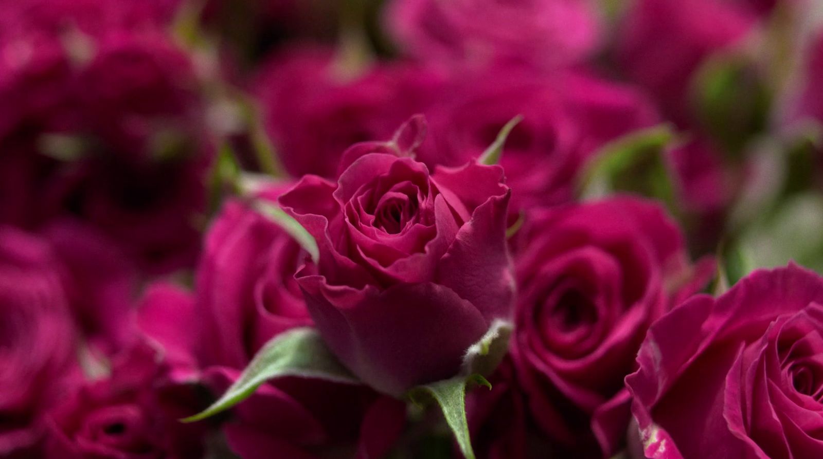 a close up of a bunch of pink roses