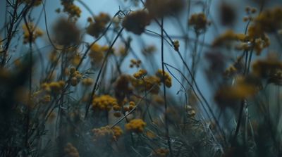 a bunch of yellow flowers that are in the grass