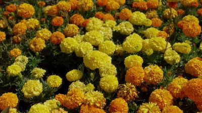 a bunch of yellow and orange flowers in a field