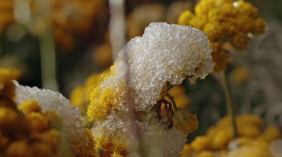 a close up of some yellow and white flowers