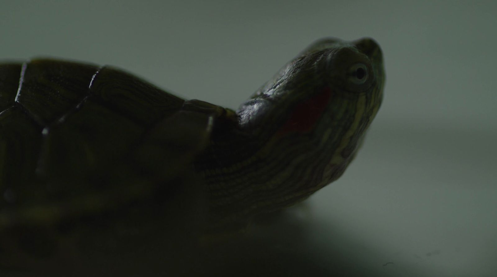 a close up of a small turtle on a table