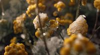 a bunch of yellow flowers covered in snow