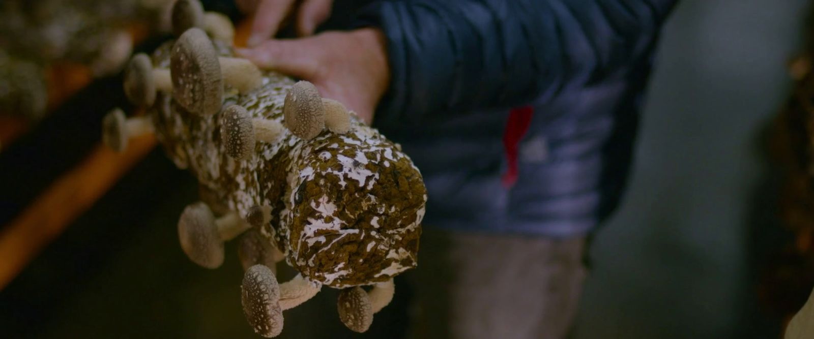 a close up of a person holding a stuffed animal