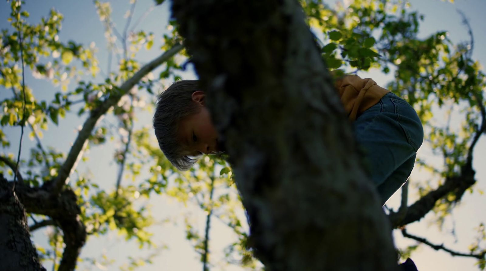 a man climbing up a tree in a forest