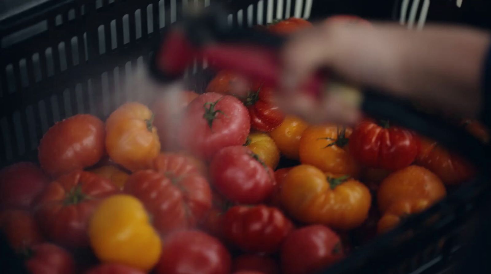 a basket full of tomatoes being washed with a sprayer