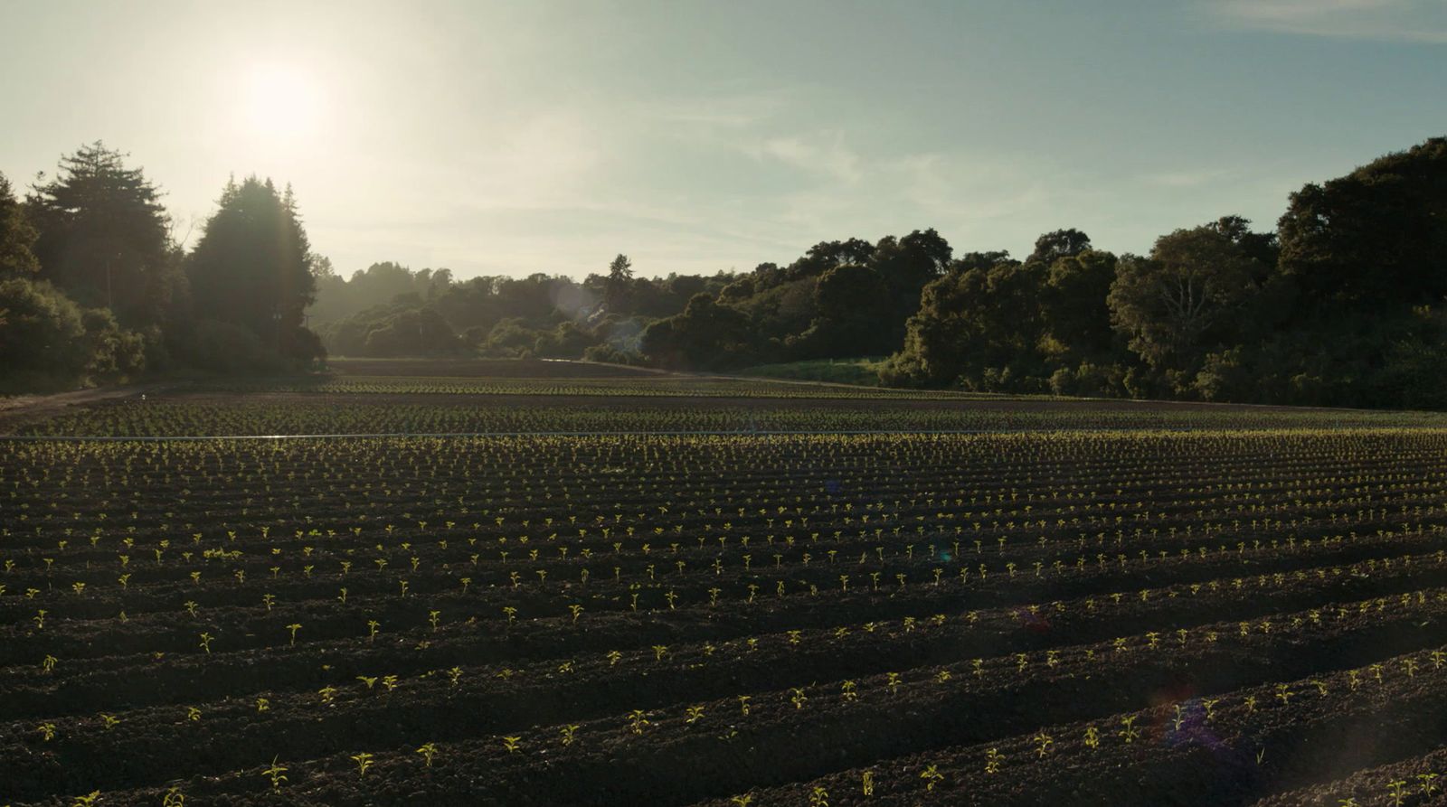 a field of sunflowers with trees in the background