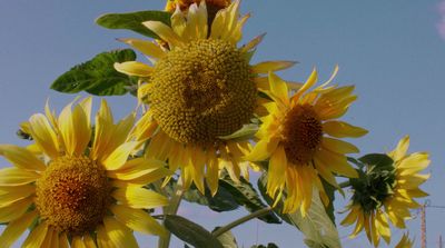 a group of sunflowers with a blue sky in the background