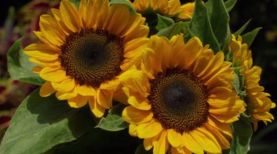 a close up of a bunch of sunflowers