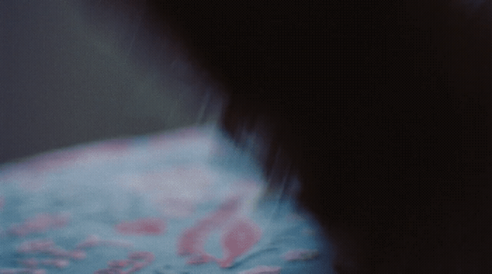 a blurry photo of a cat's tail and paw