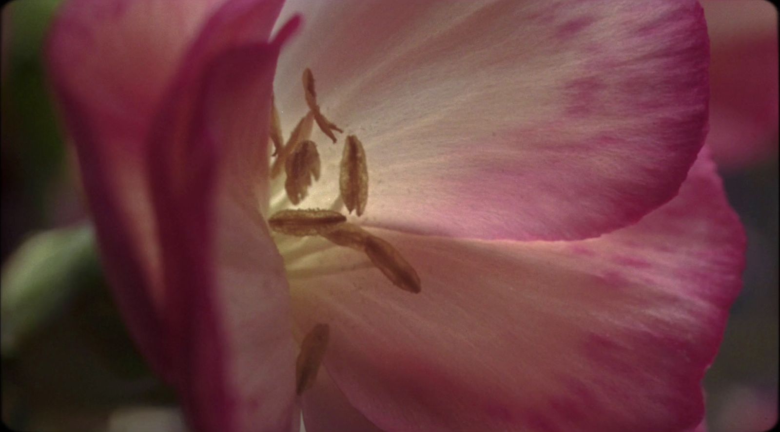 a close up of a pink flower with a blurry background