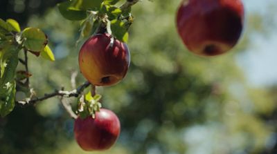 a close up of a tree with apples hanging from it