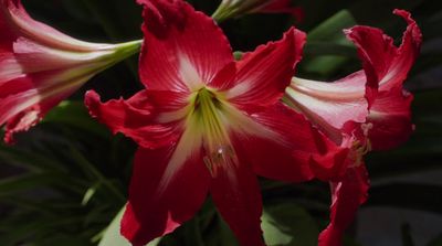 a close up of a red flower with green leaves in the background