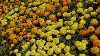 a field full of yellow and orange flowers