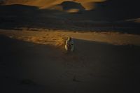 a person walking in the desert at night