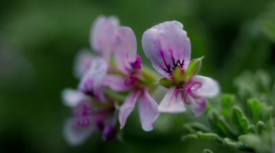 a close up of some pink flowers with green leaves