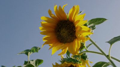 a large sunflower with a blue sky in the background