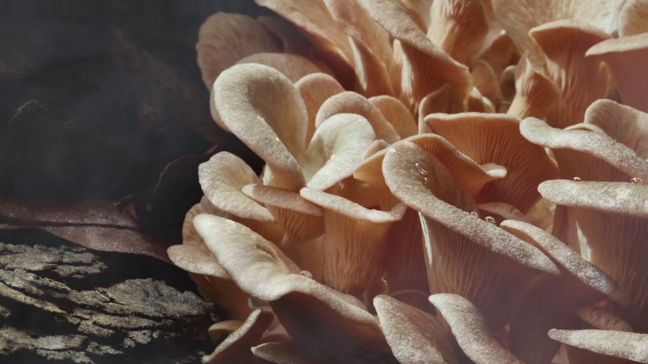 a close up of a mushroom on a table